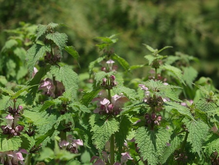 Lamium (1).jpg
