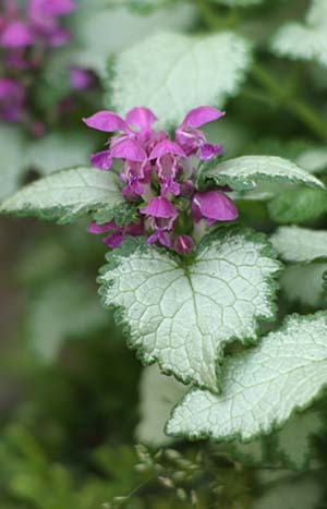 Lamium (3).jpg