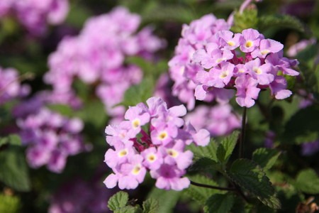 Lantana montevidensis.jpg