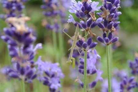Lavender.jpg