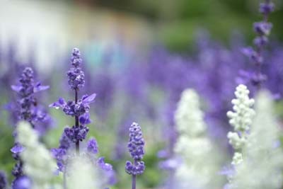 LavenderC.jpg