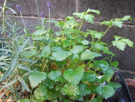 Lemon balm.jpg