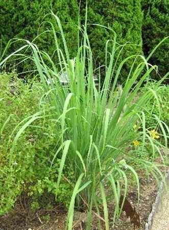 Lemon grass.jpg
