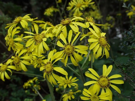 Leopard plant (1).jpg