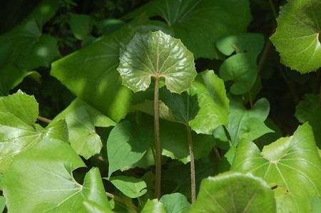 Leopard plant (2).jpg