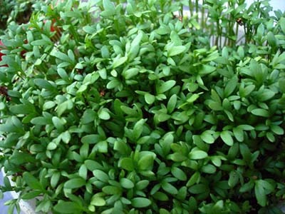 Lepidium sativum.jpg