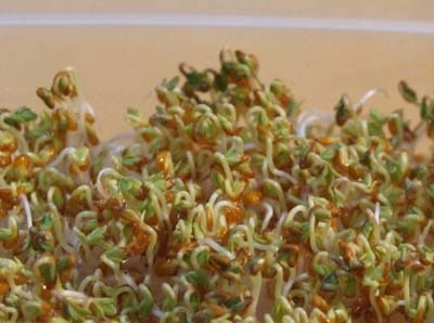 Lepidium sativum3.jpg