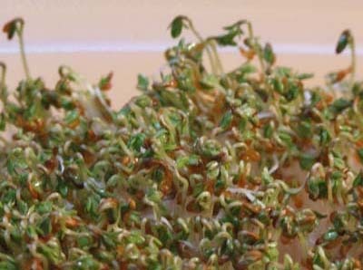 Lepidium sativum4.jpg