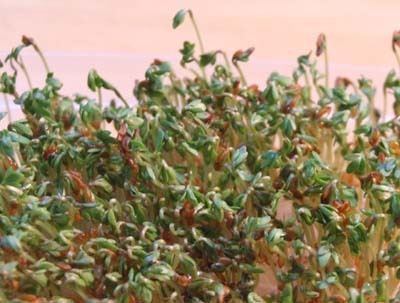 Lepidium sativum5.jpg