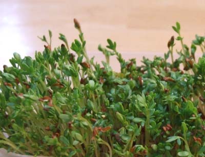 Lepidium sativum6x.jpg