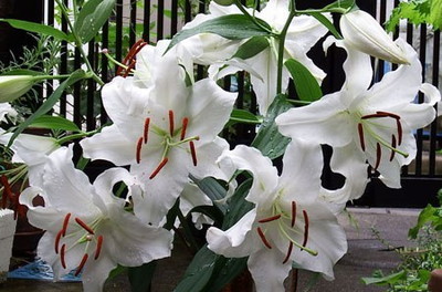 Lilium 'Casa Blanca'.jpg