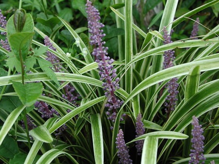 Liriope muscari (1).jpg