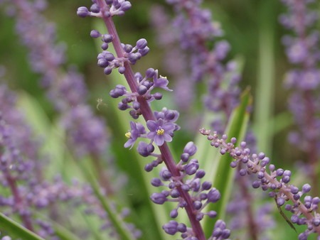 Liriope muscari (2).jpg