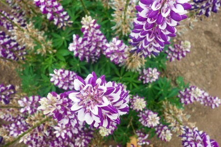 Lupin縲´upinus.jpg