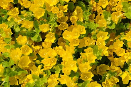 Lysimachia.jpg