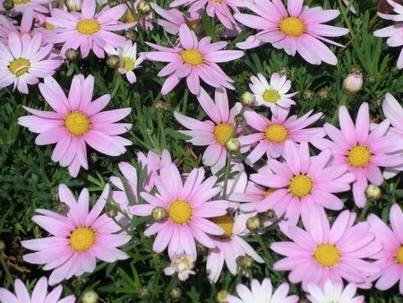 Marguerite.jpg