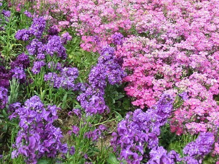 Matthiola incana.jpg
