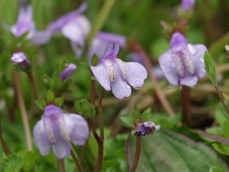 Mazus miquelii (1).jpg