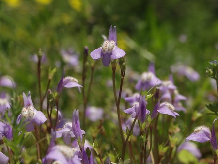Mazus miquelii (3).jpg