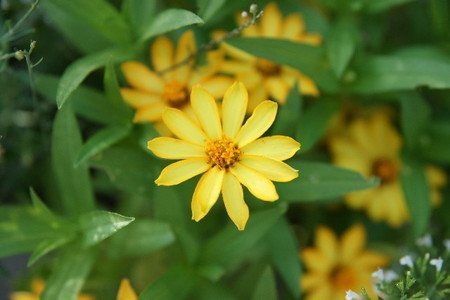 Melampodium paludosum.jpg
