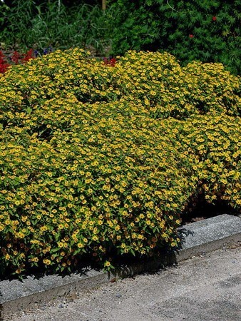 Melampodium paludosum (2).jpg