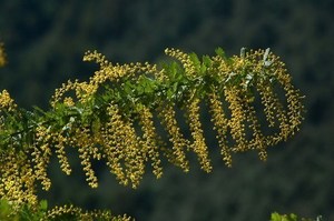 Mimosa002.jpg