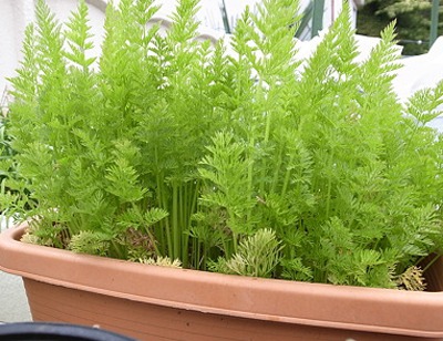 Mini Carrots .jpg
