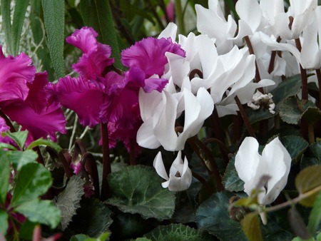 Mini cyclamen.jpg