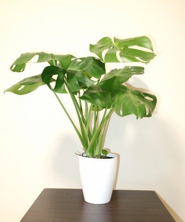 Monstera.jpg