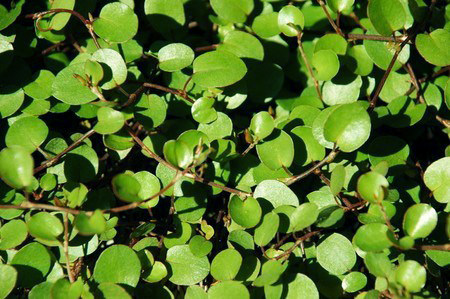 Muehlenbeckia-complexa.jpg
