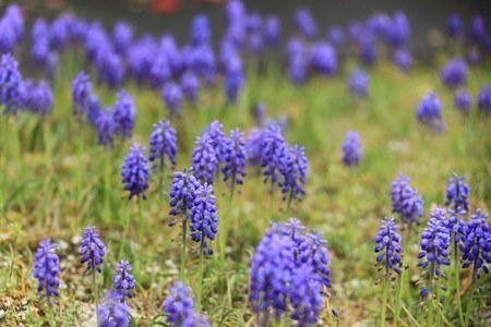 Muscari.jpg