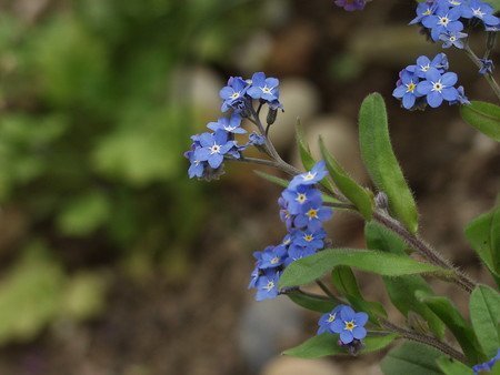 Myosotis L..jpg