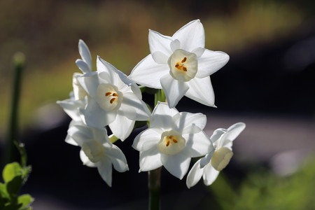 Narcissus.jpg