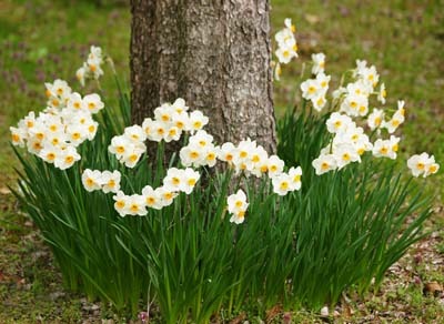 Narcissus (5).jpg