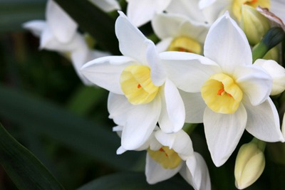 Narcissus (6).jpg
