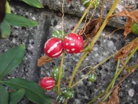 Neoachmandra japonica.jpg