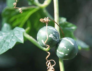 Neoachmandra japonica (2).jpg