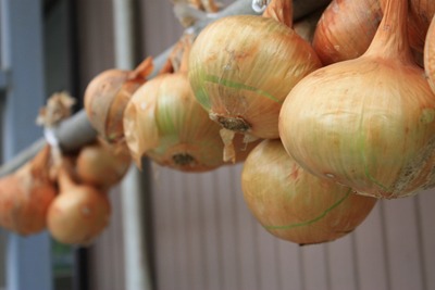 OnionB.jpg