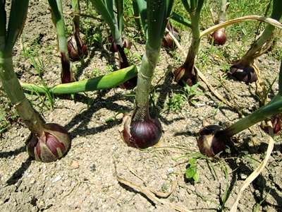 OnionC.jpg