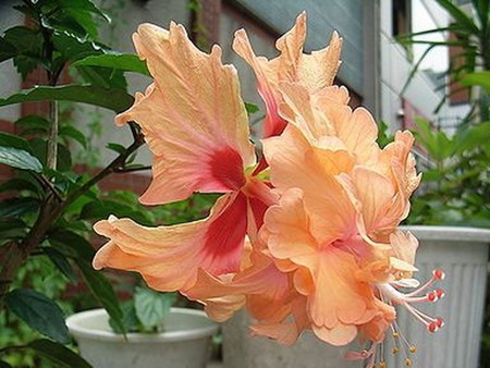 Orange20flamingo.jpg