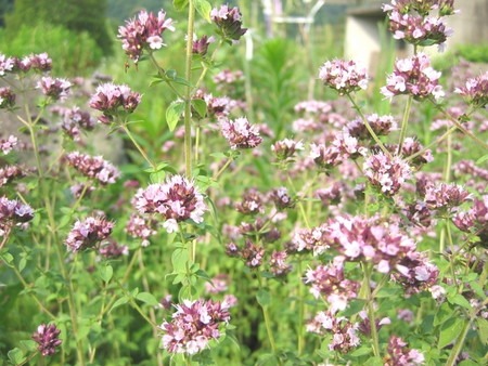 Oregano (1).jpg