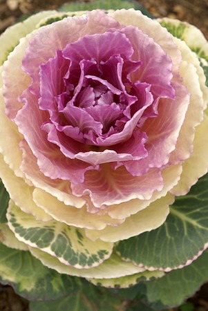 Ornamental cabbage.jpg