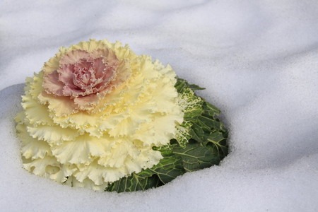 Ornamental cabbage.jpg
