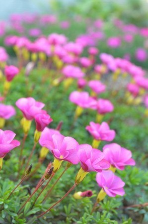 Oxalis.jpg