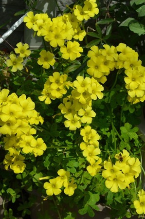 Oxalis (1).jpg