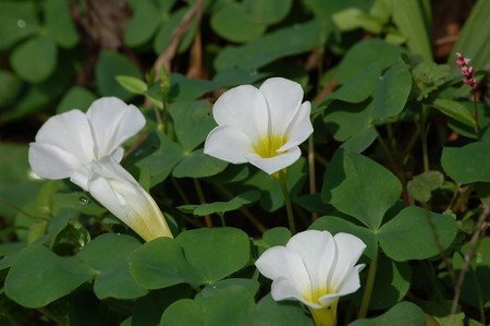Oxalis (2).jpg