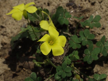 Oxalis (2).jpg
