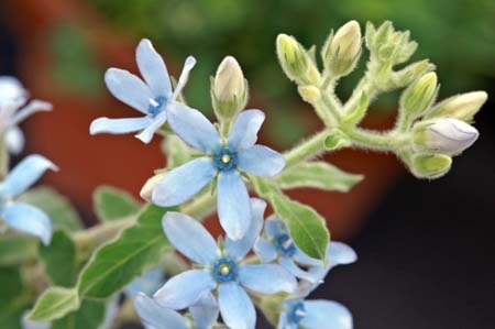 Oxypetalum.jpg