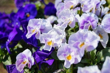 Pansy.jpg