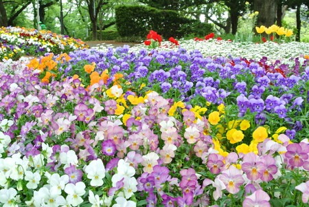 園芸ナビ 花と野菜の育て方